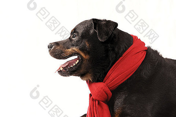 纯种罗特韦尔犬红色的圣诞节围巾孤立的白色