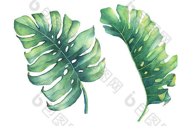 集异国情调的热带monstera植物叶子手画水彩绘画