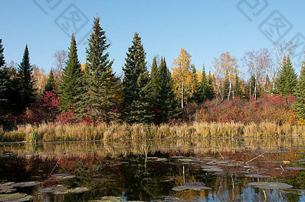 里德树湖边凯诺拉湖森林安大略加拿大