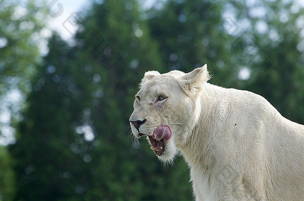 白色<strong>狮子</strong>吃