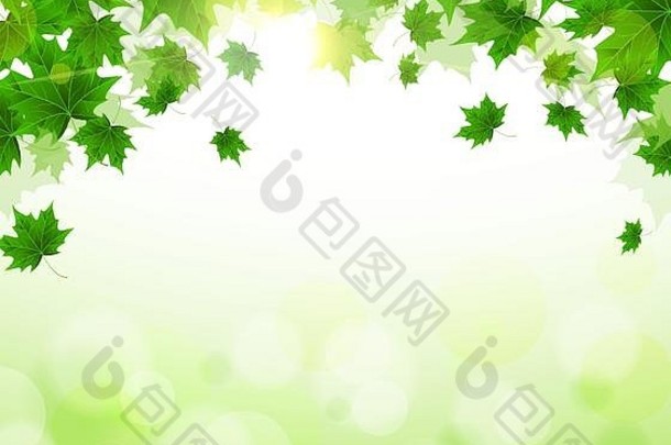 框架新鲜的绿色叶子枫木阳光明媚的春天夏天一天觉醒自然封面背景文章
