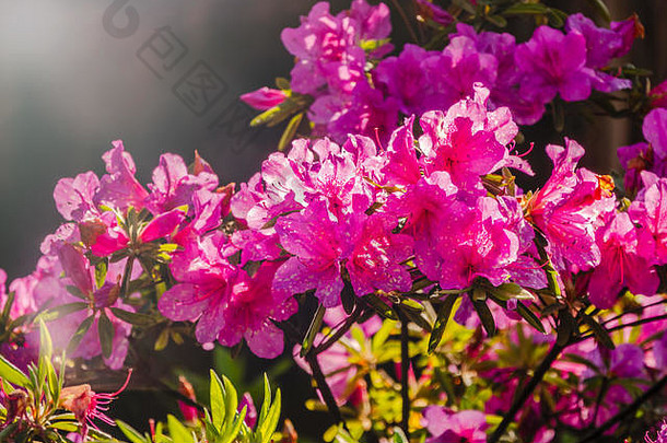 粉红色的杜鹃花朵美丽的模糊杜鹃混合