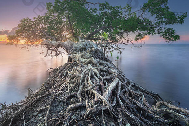 树水海岸婆罗洲海滩