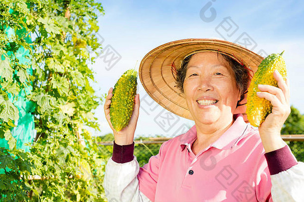 高级女人农民工作蔬菜农场