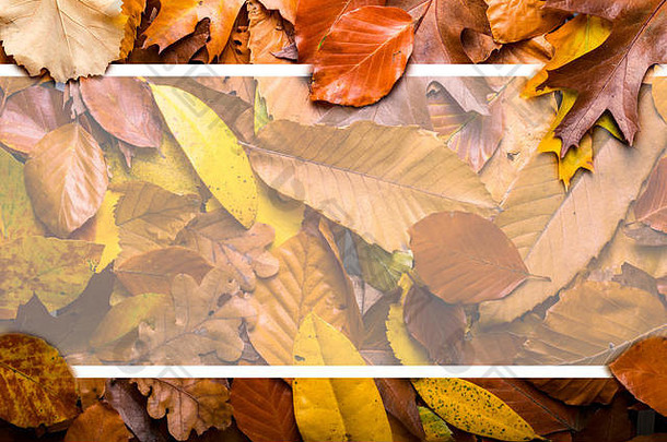 枫木秋天叶子树叶前视图有创意的布局使野生橡木森林叶子纸卡请注意空矩形自然概念