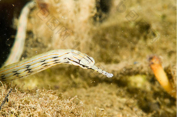尖嘴鱼爬行珊瑚岩石做吧密克罗尼西亚深度