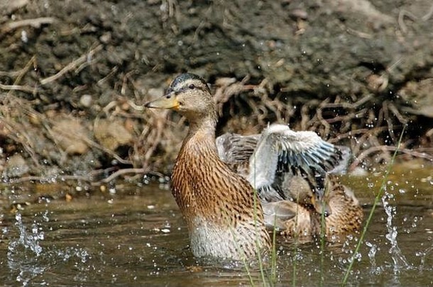 女野鸭洗澡梳理羽毛