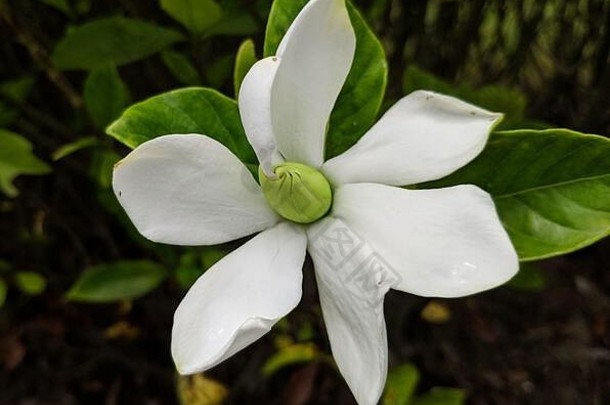 白色栀子花花朵绿色核心