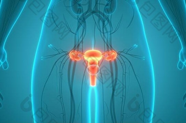 女生殖系统紧张系统尿膀胱解剖学