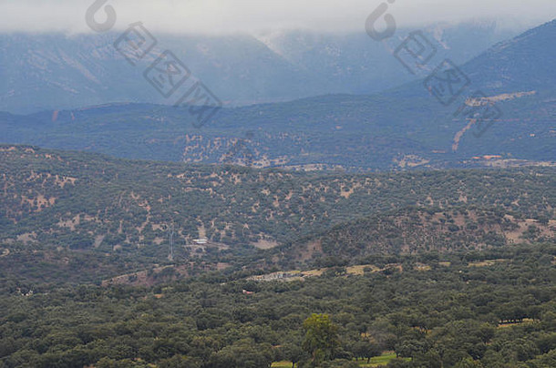 开放橡木林地放牧azuel塞拉莫雷纳安达卢西亚南部西班牙
