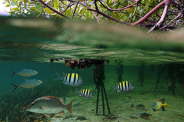 表面水下视图红树林热带鱼加勒比海