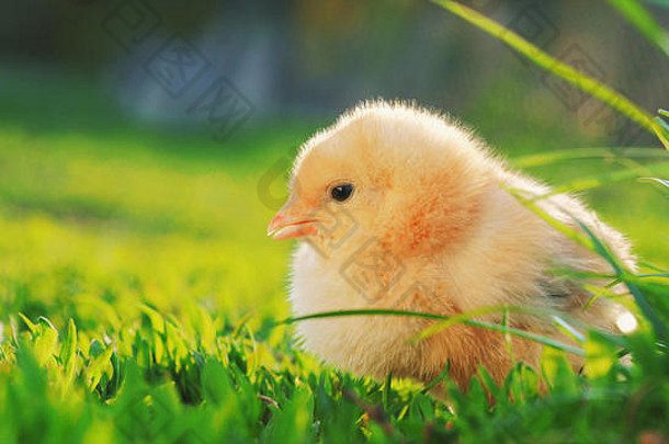 黄色的鸡坐着绿色草移动头啄草关闭