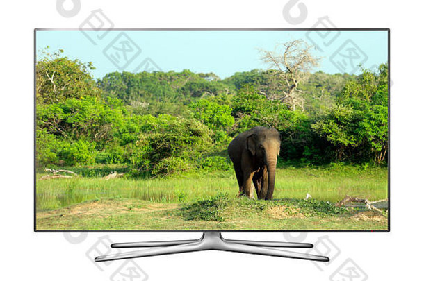 聪明的孤立的白色背景野生大象屏幕