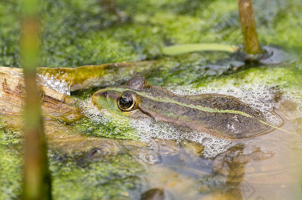 沼泽<strong>青蛙</strong>蛙ridibunda4月哇哇叫很多起泡水隐藏藻类植被