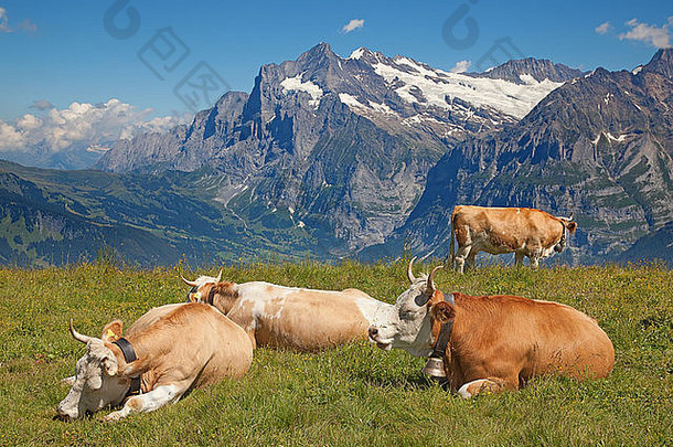 瑞士牛阿尔卑斯山脉