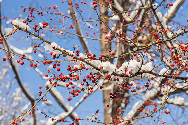 分支Crataegus红色的小罗马水果雪冬天时间
