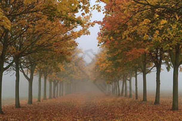 秋天颜色枫木树宏碁山毛榉彼得伯勒剑桥郡英格兰英国
