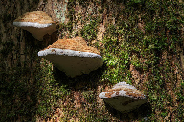 集团多孔菌<strong>真菌</strong>秋天日益增长的莫斯包装一块死木楼梯bialowieza森林波兰欧洲