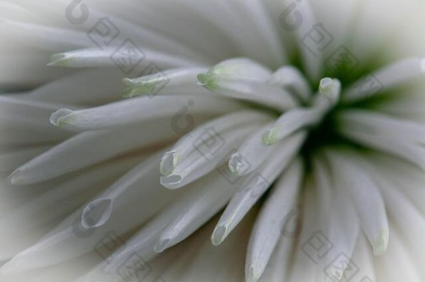 减少菊花花白色绿色突出了创建美丽的形状花瓣威瑟斯这一点