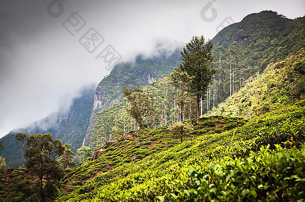 茶种植园景观斯里兰卡斯里兰卡