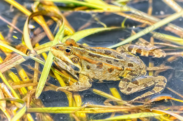 pelophylax刷美丽的棕色（的）<strong>青蛙</strong>池水生植物自然野生风景温暖的颜色春天时间阳光明媚的一天