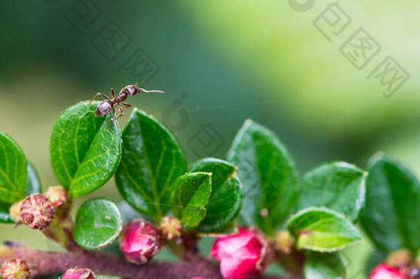 宏拍摄蚂蚁探索车轮棠叶