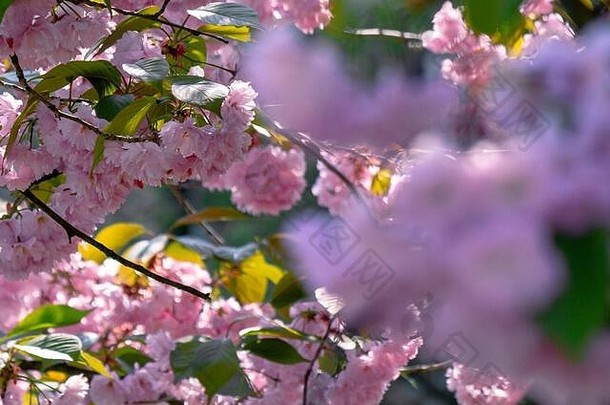 粉红色的樱桃开花关闭分支比蒂日本樱花季节美妙的自然背景