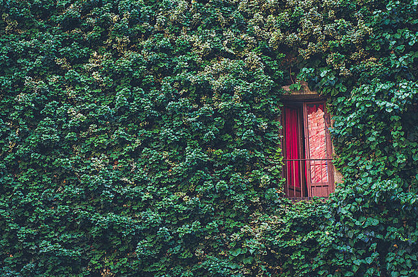 <strong>照片墙</strong>弗洛伦斯很多叶子红色的阳台