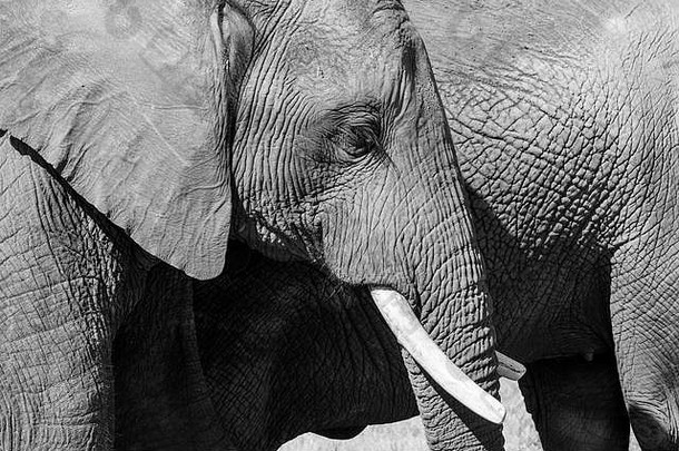 关闭非洲大象拍摄高对比单色克尼斯纳大象公园花园路线西方角南非洲