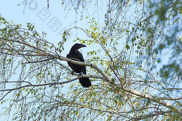 乌鸦座科拉克斯常见的乌鸦自然