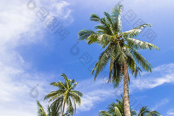 椰子树蓝色的天空