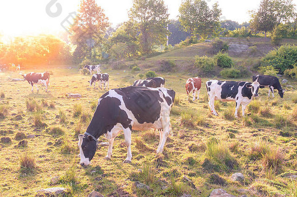 牛<strong>奶</strong>牛放<strong>牧场</strong>晚些时候夏天下午太阳喜气洋洋的背景