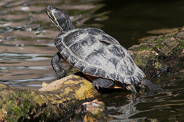 红耳滑块乌龟红色的有耳的水龟Trachemys只有文字线虫异国情调的逃亡者拍摄荷兰公园