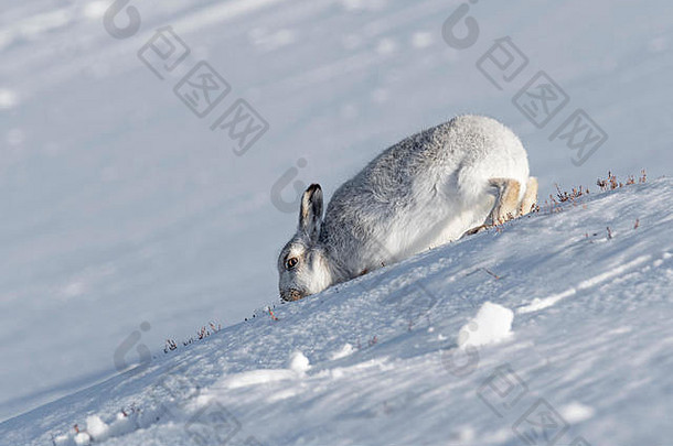 山毛天兔座提米杜斯搜索食物雪覆盖山坡上苏格兰高地3月