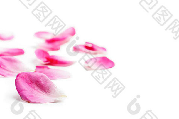 粉红色的玫瑰花瓣孤立的白色背景花边境情人节设计特写镜头花柔和的花瓣柔软纯度