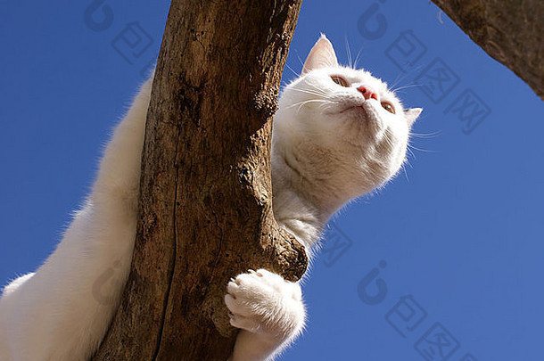年轻的黑色的白色国内短头发的猫攀爬树分支