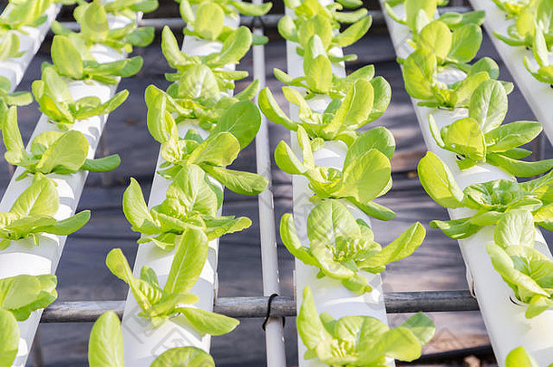 水培法温室有机绿色蔬菜沙拉水培法农场健康食物农业概念设计