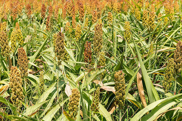 小米高粱麦片作物场广泛培养温暖的地区主要源粮食饲料牲畜