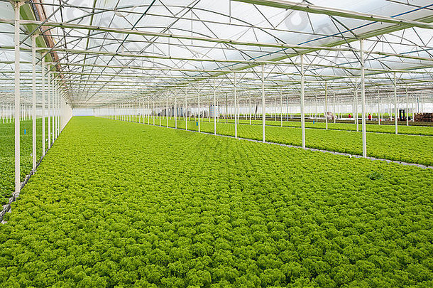 生菜自动化现代温室