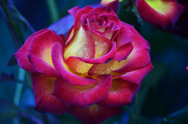 新鲜的湿粉红色的黄色的玫瑰滴宏摄影