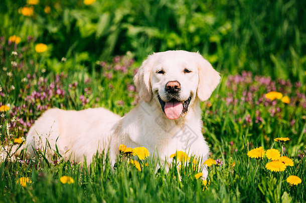 白色听话有趣的年轻的快乐拉布拉多寻回犬坐着草黄色的蒲公英户外春天季节微笑狗