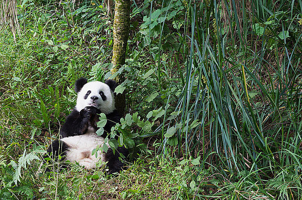 年岁的年轻的巨大的熊猫ailuropodamelanoleuca中国保护研究中心巨大的熊猫成都