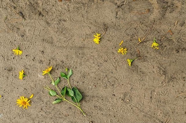 多年生植物向日葵花朵谎言撕裂桑迪底