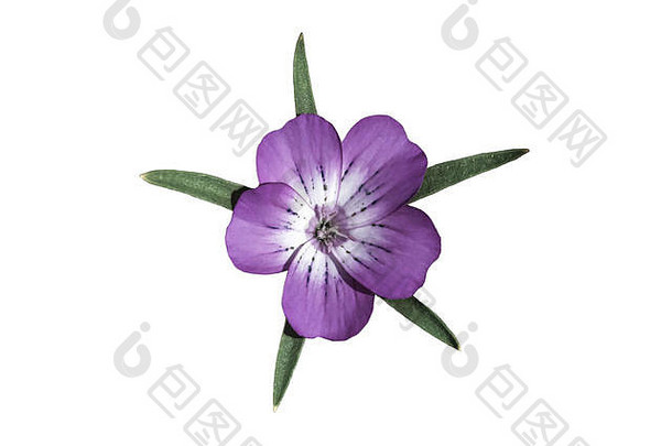 紫色的corncockle花明星形状的叶子白色背景