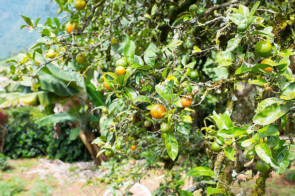 橙色树jerico哥伦比亚状态安蒂奥基亚