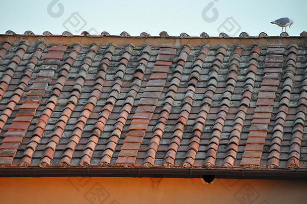 细节图像平铺的Terracotta屋顶意大利海鸥
