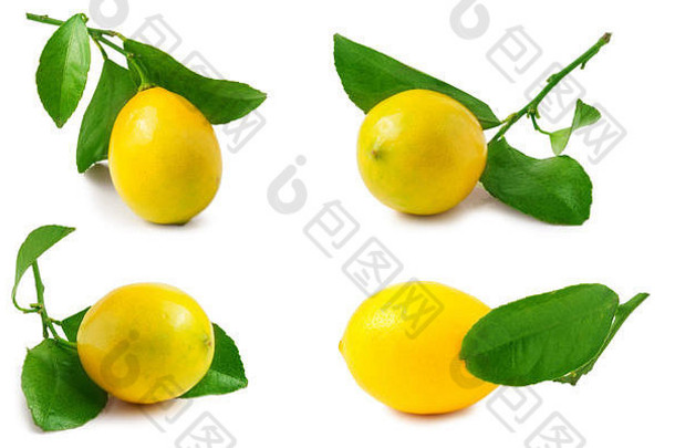 柠檬叶孤立的白色背景集集合