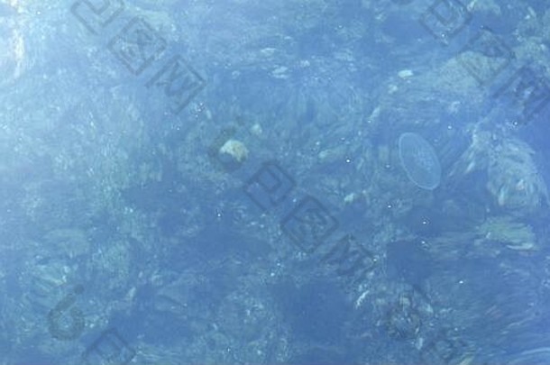 水母浮动游泳海水阳光明媚的一天前视图海洋生活海底mediterranian海