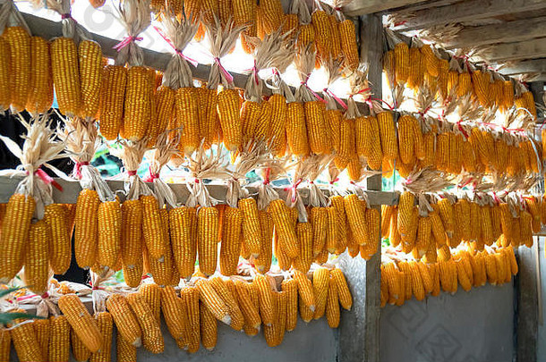 玉米收获农民挂越南