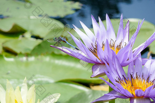 光蓝色的蜻蜓紫色的疳睡莲花德州